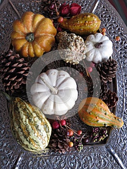 Small pumpkins and gourds of various colors, displayed on platters from various angles and depth