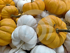 The orange and white pumpkins are occurring on the market for Halloween party