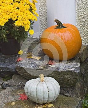 Orange and white pumpkins yellow mums on porch