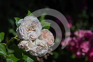 Orange white rose blossoms with a wasp on blurred natural summer garden background,  bright sunshine