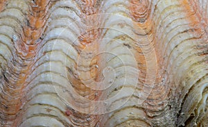 Orange white shell surface. Marine animal fossil closeup photo. Scallop shell surface. Seashell macrophoto