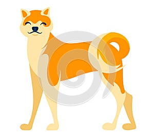Orange and white smiling Shiba Inu dog standing. Happy domestic pet, cute Shiba Inu breed vector illustration
