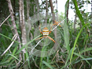 Orange-white striped pair of spiders in their web in Swaziland