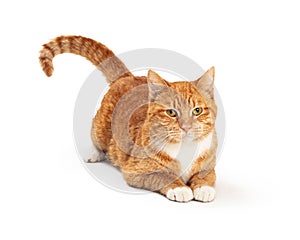 Orange and White Tabby Cat