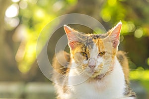 Orange and white tabby cat lying staring at the lens