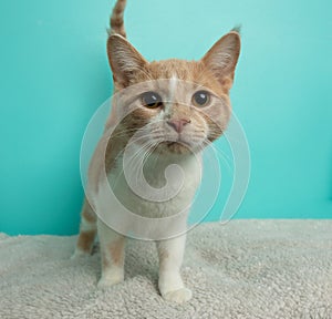 orange and white tabby kitten cat being curious