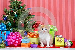 Orange and white tabby kitten by christmas tree