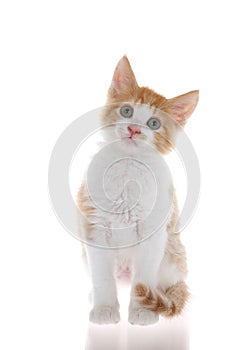 Orange and white tabby kitten isolated on white