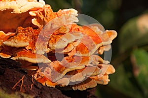 Orange and white wild mushroom