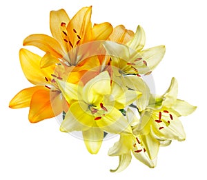 Orange and white-yellow lilies