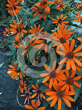 orange wild daisy flower