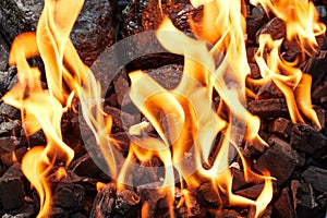 Orange wild fire on black coal prepared for barbecue grill