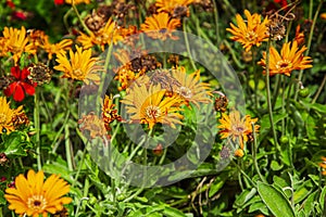 Orange wild flower