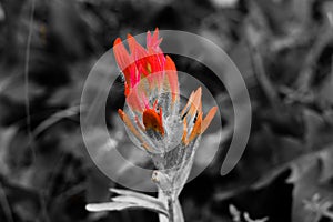 Orange wild flower Indian Paint Brush.  Macro close up isolated