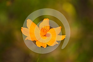 Orange Wild Flower Papaver Atlanticum close up picture image