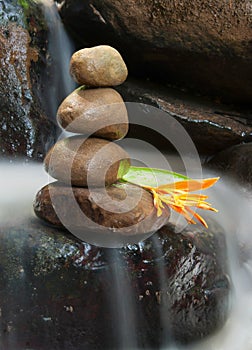 Orange wild flower with zen rock on flowing water