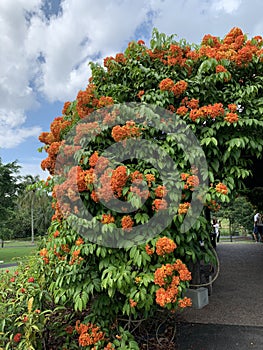 Orange wild flowers bloom