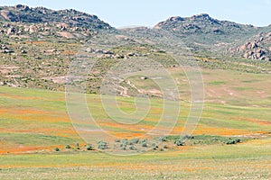 Orange wild flowers near Garies