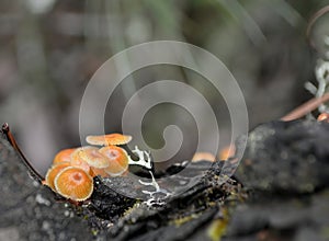 Orange wild mushroom in the wild