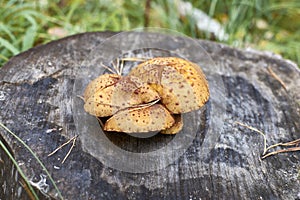 Orange wild mushrooms grow on
