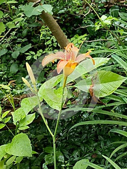 Orange wild orchid flower