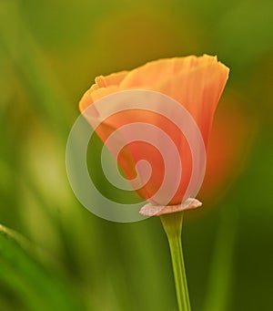 Orange wild poppy papaver rhoeas flower