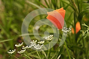 Orange wild poppy papaver rhoeas flower