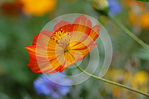 Orange wildflower