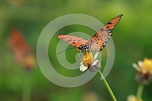 Orange wing butterfly on grass flower.