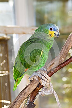 Orange-winged Amazon