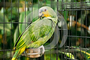 Orange-winged Amazon Or Amazona Amazonica, Also Known Locally As Orange-winged Parrot And Loro Guaro, Is A Large Amazon photo