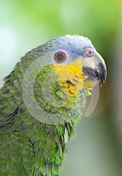 The orange-winged amazon