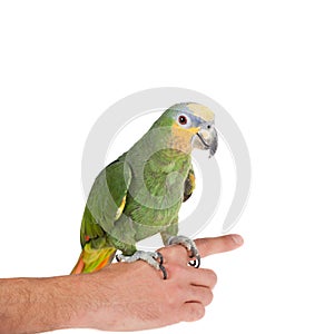 Orange-winged amazon on hand of a white background