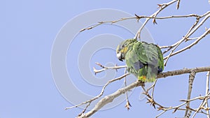 Orange-winged Amazon Looking Left