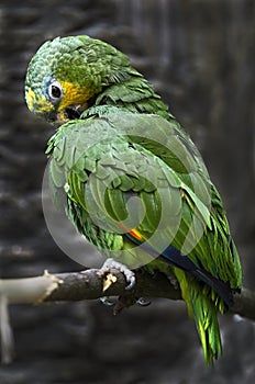 Orange-winged amazon parrot 1