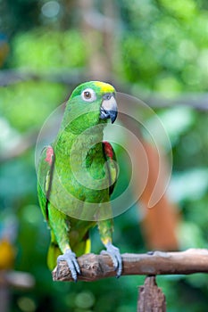 Orange-winged Amazon parrot