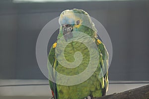 Orange-winged Amazon Parrot - Amazona amazonica