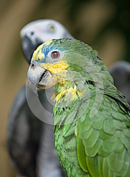 Orange winged amazon Parrot Amazona amazonica