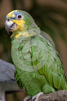 Orange winged amazon Parrot Amazona amazonica photo