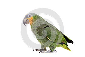 Orange-winged amazon on white background