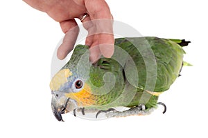 Orange-winged amazon on white background