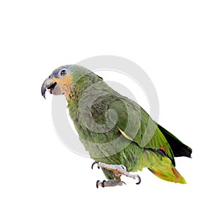 Orange-winged amazon on white background