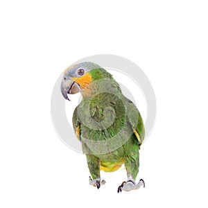 Orange-winged amazon on white background