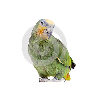 Orange-winged amazon on white background
