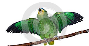 Orange-winged amazon on white background