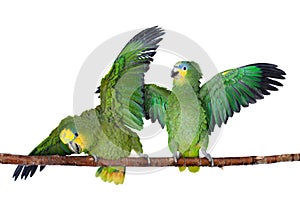 Orange-winged amazon on white background