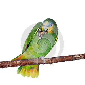 Orange-winged amazon on white background