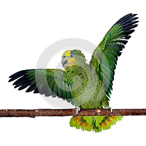 Orange-winged amazon on white background