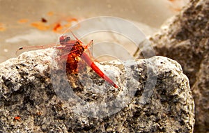 Orange-Winged Dragonfly