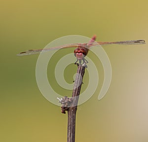 Orange-winged Dropwing on stick